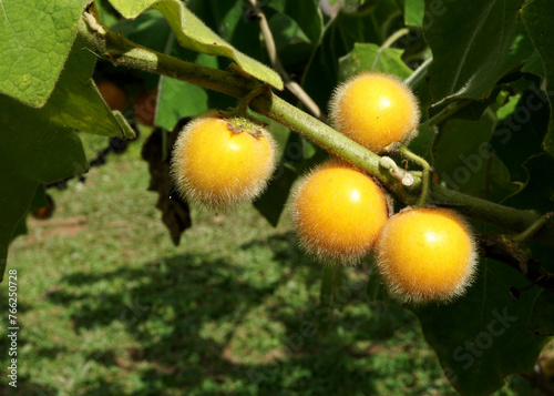 Hairy-fruited eggplant hanging on a branch tree. (Solanum stramoniifolium) photo