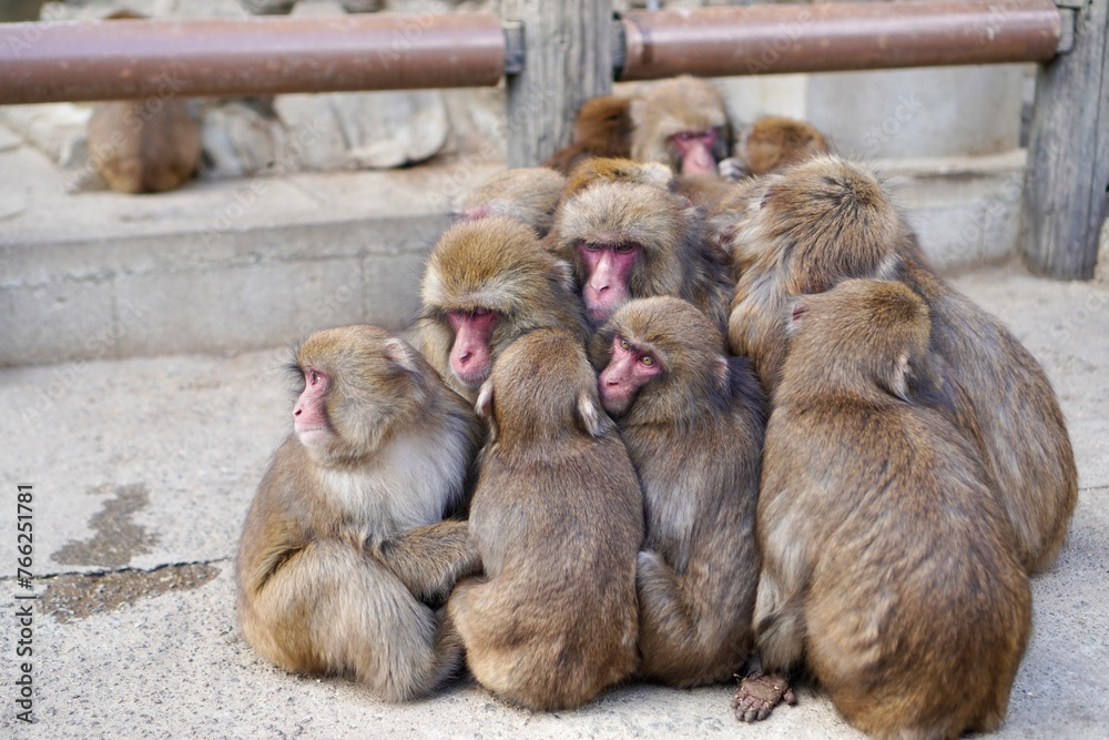 Obraz premium 猿団子