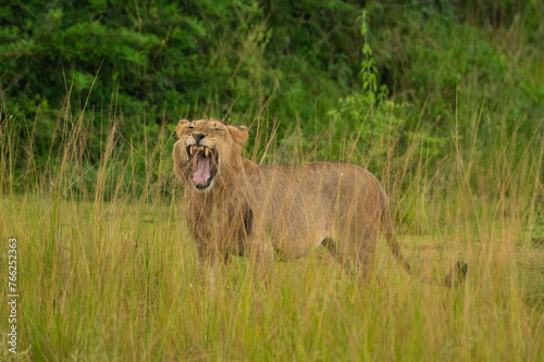 Weibliche Löwin im Akagera Nationalpark in Ruanda, Afrika
