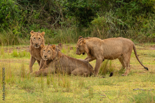 Löwen Familie im Akagera Nationalpark in Ruanda, Afrika