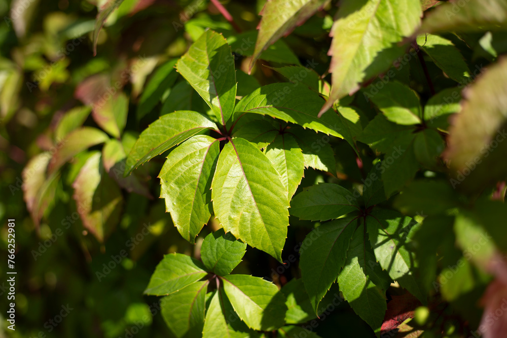 Green raspberry leaf. Plant in the garden. Green leaves in summer. Green raspberry leaf. Plant in the garden. Green leaves in summer.