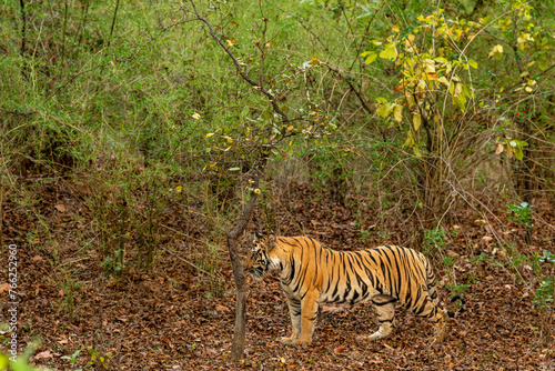 indian wild female tiger or tigress side profile in bamboo jungle or natural scenic green forest on territory stroll in summer season safari at bandhavgarh national park reserve madhya pradesh india