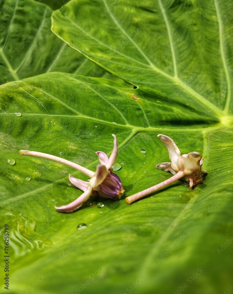 Obraz premium Flower on a taro leaf