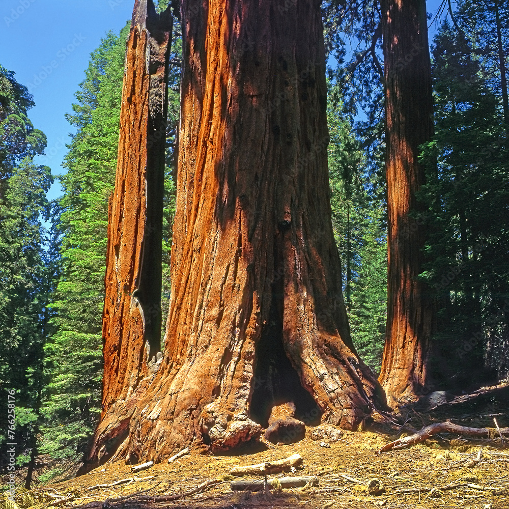 Giant Sequoia Trees In Sequoia National Park, California, USA