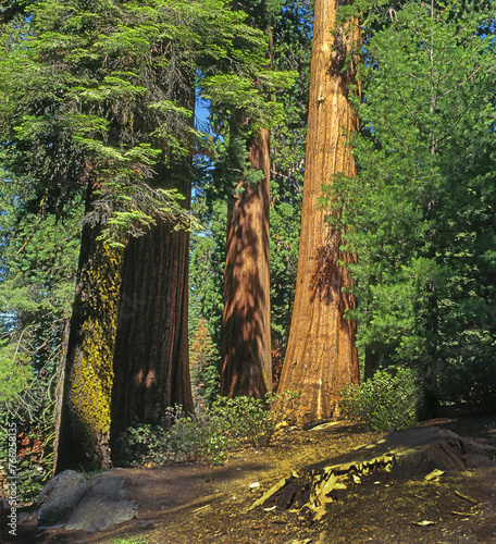 Giant Sequoia Trees In Sequoia National Park, California, USA