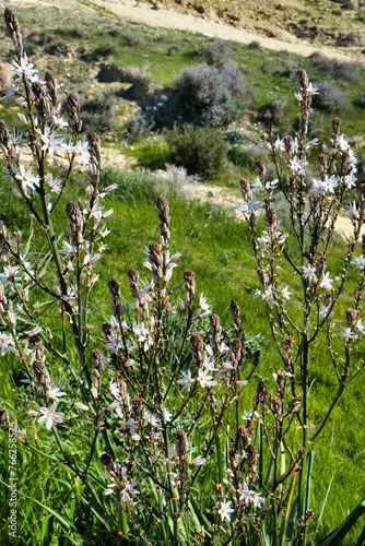 Flowering Asphodelus ramosus (branched asphodel), a common plant in the Mediterranean, in the mountains of Cyprus
 photo