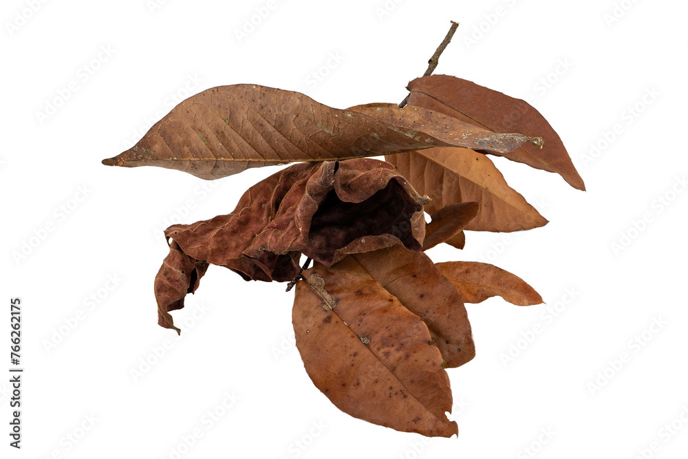 Fototapeta premium Tropical dry leaves set isolated on white.