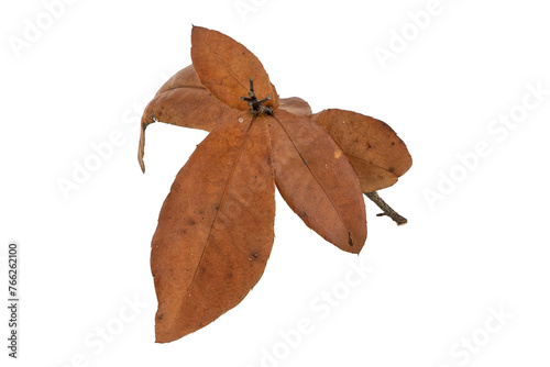 Tropical dry leaves set isolated on white.