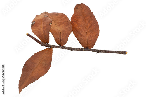 Tropical dry leaves set isolated on white.