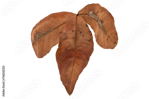 Tropical dry leaves set isolated on white.