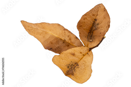 Tropical dry leaves set isolated on white.