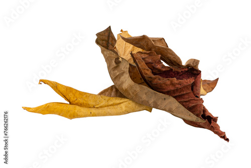 Tropical dry leaves set isolated on white.