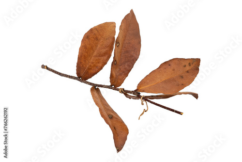Tropical dry leaves set isolated on white.