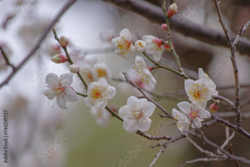 東京赤坂にある氷川神社の1月早咲き梅
