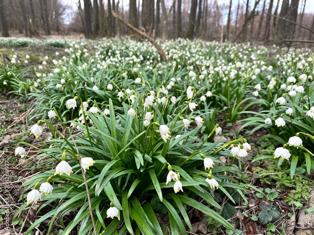 Fototapeta premium Snowflake, leucojum, bulbous, genus, bloom