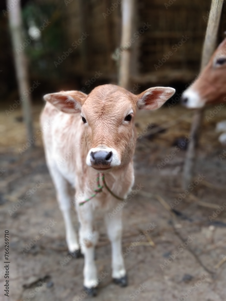 portrait of a calf portrait of a calf