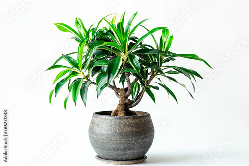 planta en maceta con fondo blanco