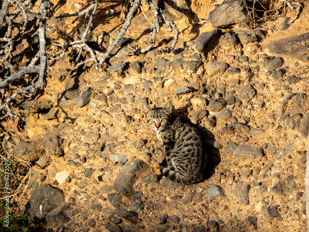 abandoned cat wandering around alone in poor circumstances abandoned cat wandering around alone in poor circumstances