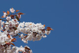 Cherry Blossoms in full bioom, close-up, under the blue sky