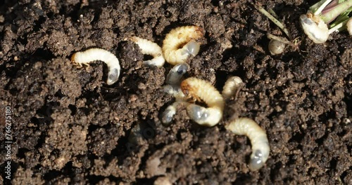 May Beetle Larvae Infestation: Tackling the Issue Head-On for a Flourishing Garden Environment!
