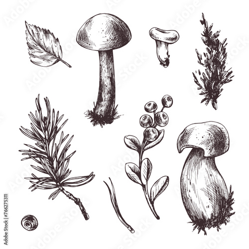 A set of forest mushrooms, boletus, chanterelles and blueberries, lingonberries, twigs, cones, leaves. Graphic botanical illustration hand drawn in brown ink. For autumn festival. set of elements. © NATASHA-CHU