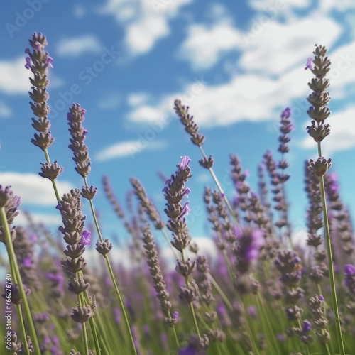 Close-up of lavender flowers against a blue sky. Aromatherapy and organic cosmetics concept. Generative AI © AngrySun