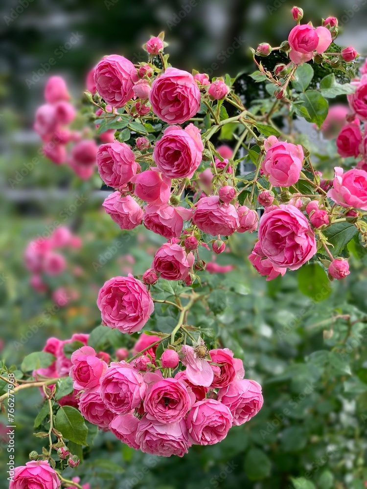 Blooming roses Blooming roses