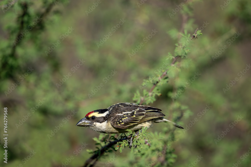 Fototapeta premium Kenya - (Red-fronted tinkerbird) bird on the tree branch.