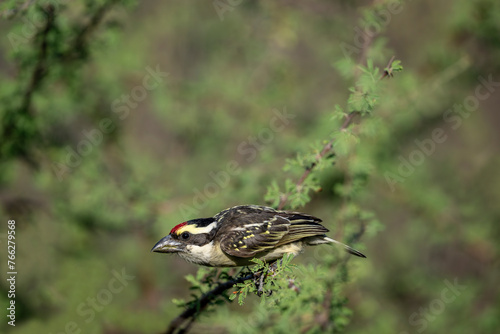 Kenya - (Red-fronted tinkerbird) bird on the tree branch. photo