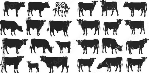 Black cows and calf mammal animals. pictogram