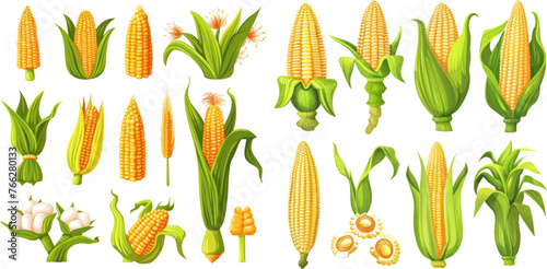 Golden maize harvest, popcorn corny grains and sweet corn photo