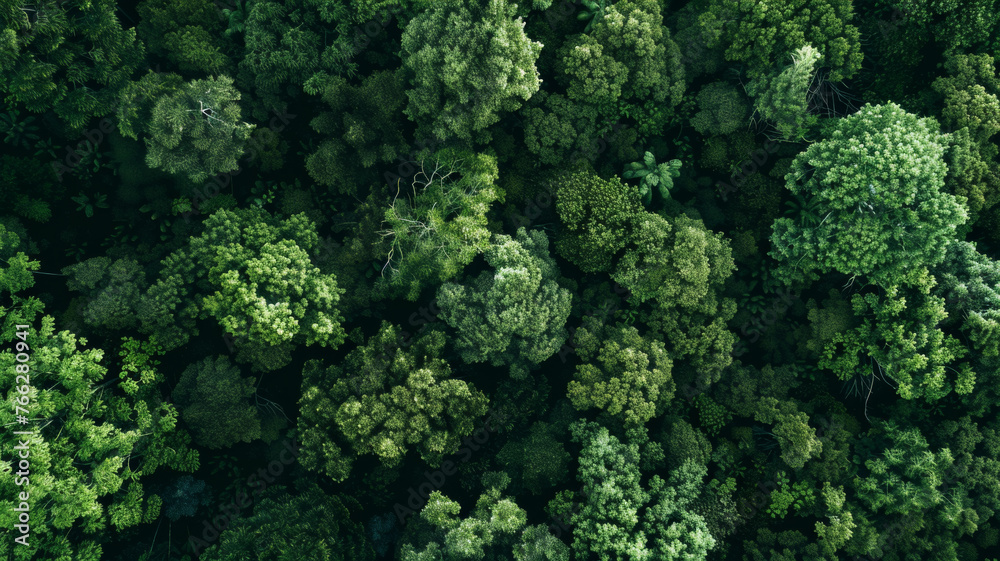 An aerial shot of a dense, vibrant forest canopy, a bastion of natural tranquility.