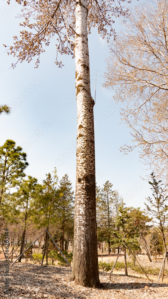 Fototapeta premium birch tree in the forest