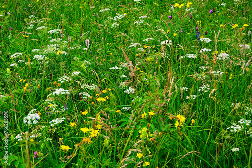 łąka kwietna, flower meadow 