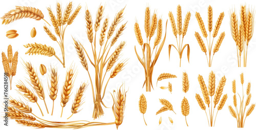Harvest wheat grain, growth rice stalk and whole bread grains or field cereal nutritious rye photo
