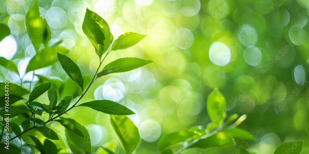 green leaves branches from trees in the morning dew at sunrise against the background of a defocused blur effect green leaves branches from trees in the morning dew at sunrise against the background of a defocused blur effect