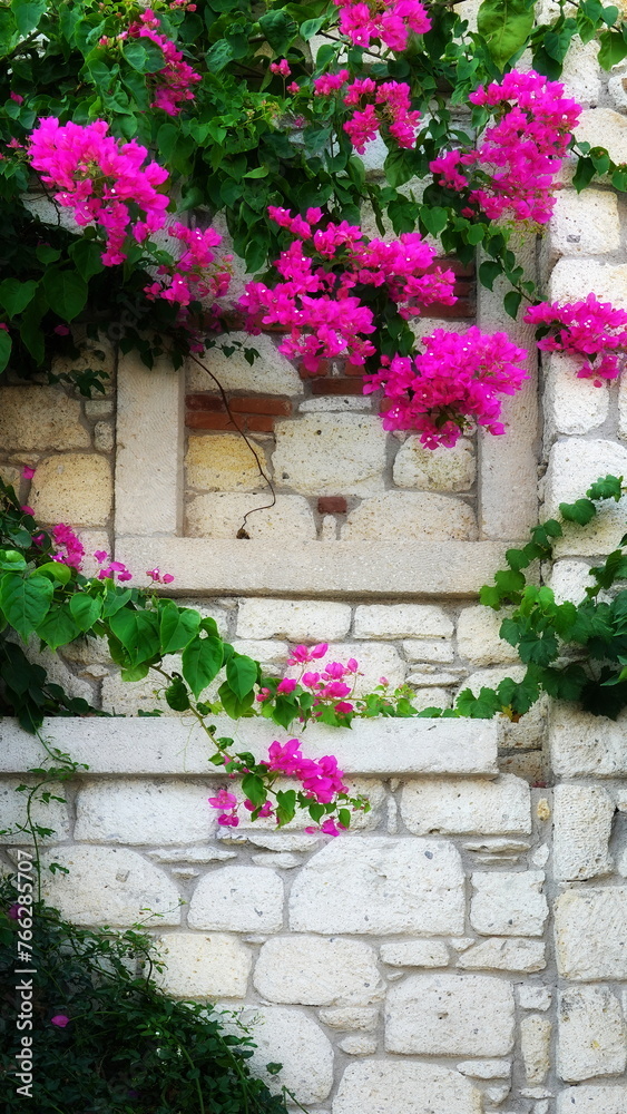 Bright Pink Bougainvillea Flowers Cascading Over White Stone Wall, Vibrant Floral Display On Rustic Masonry