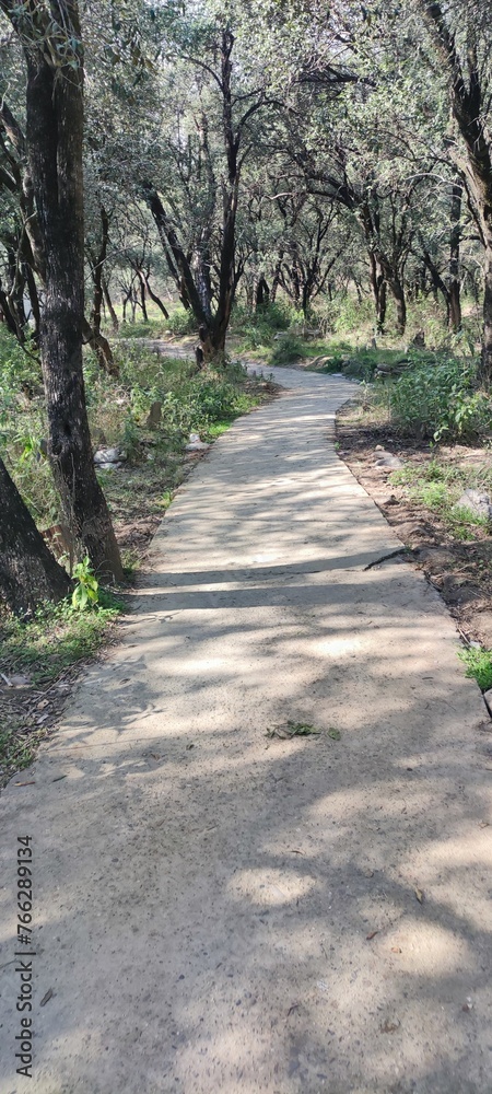 Fototapeta premium path in the woods