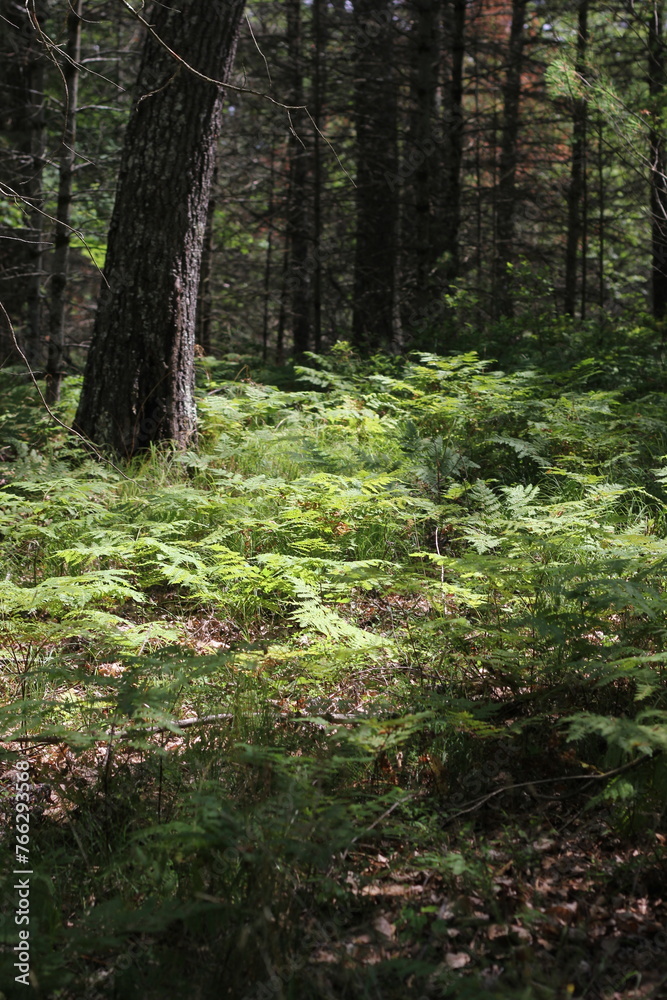 Wild ferns growing in the summer green forest. Wild ferns growing in the summer green forest.