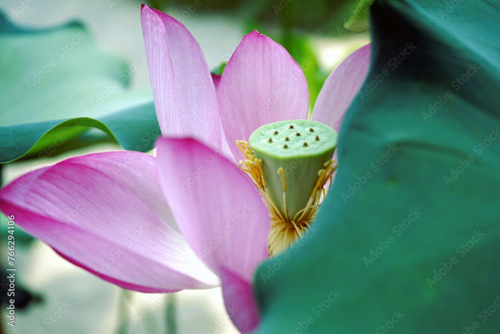 연꽃 풍경입니다 연꽃 풍경입니다