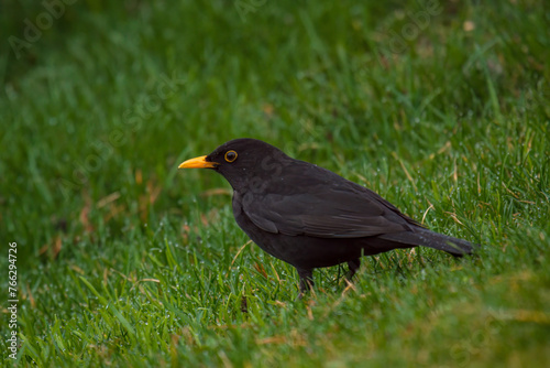 a blackbird , turdus merula, on the green lawn is looking for food