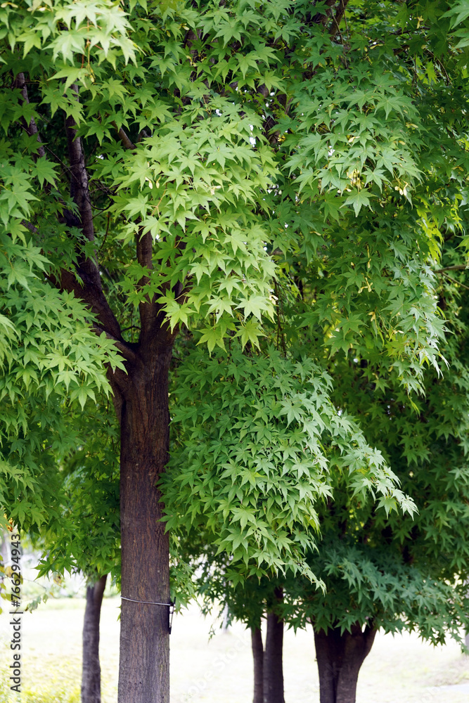 Obraz premium 공원에 핀 꽃과 나무 입니다