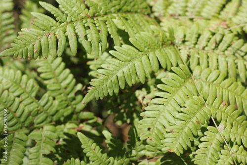 Wild ferns growing in the summer green forest.