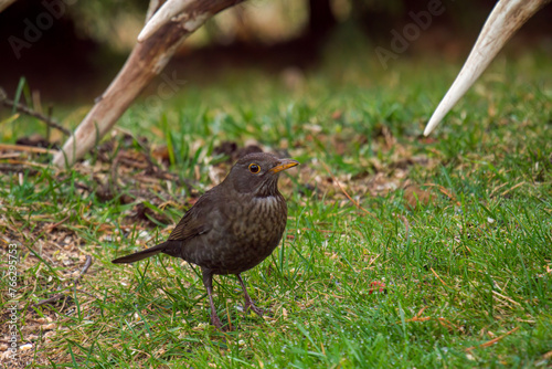 a blackbird female is looking for food at a spring morning