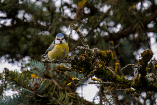 blue tit, cyanistes caeruleus, perched on a twig at a spring morning