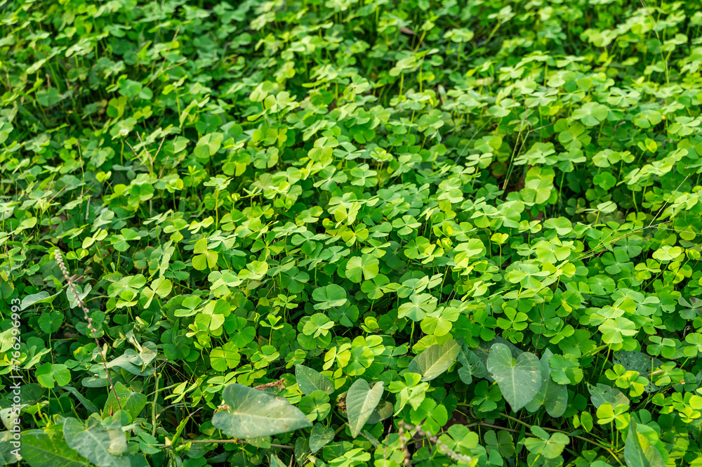 Green four leaf clover plants growing in farm