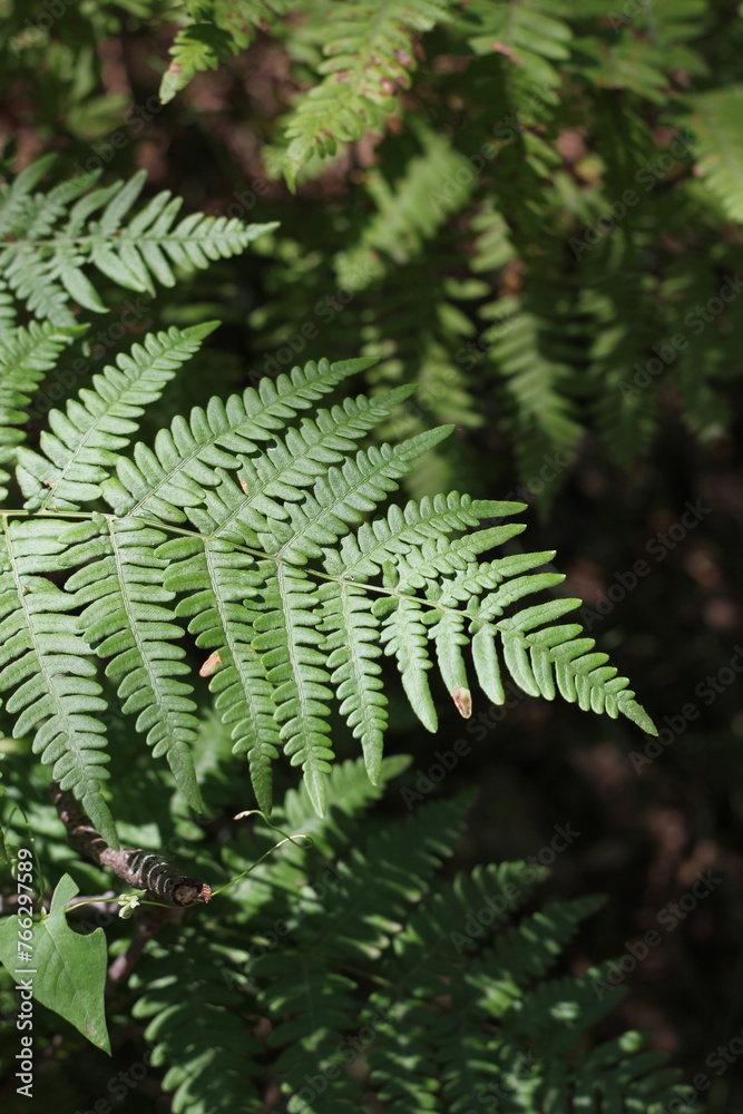 Wild ferns growing in the summer green forest.