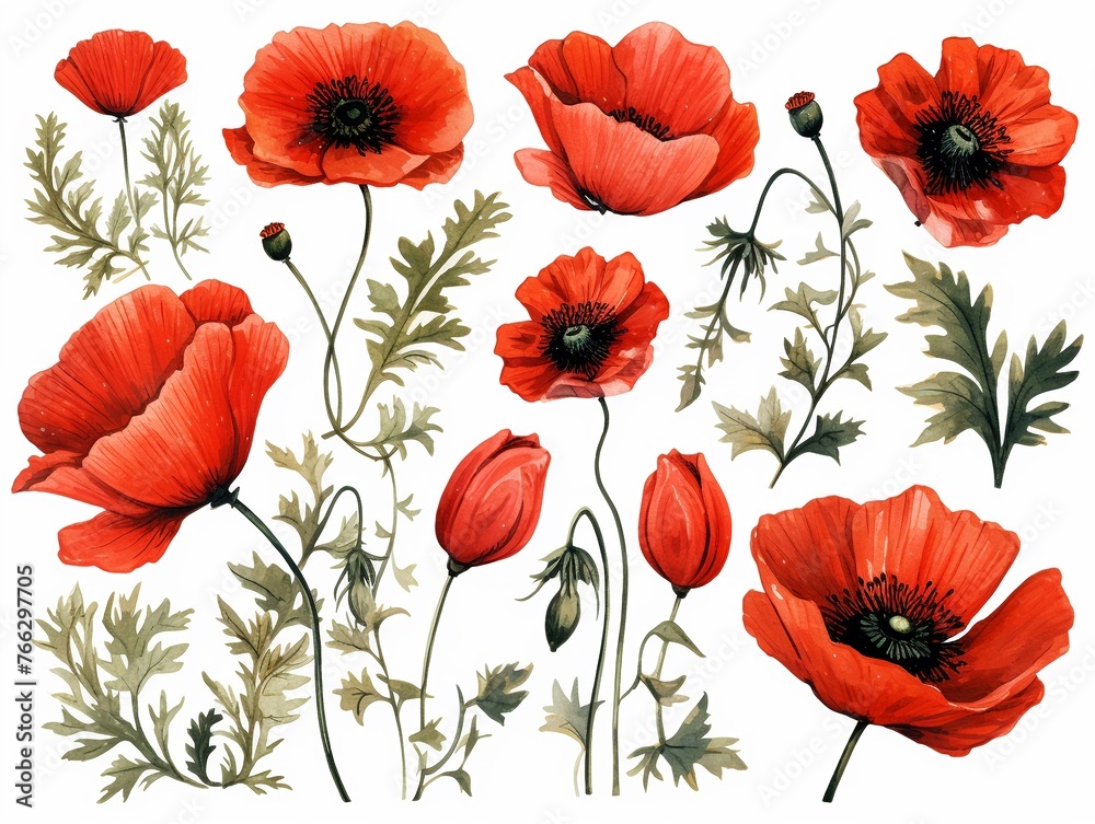 Fototapeta premium Watercolor peony clipart with delicate petals and vibrant hues