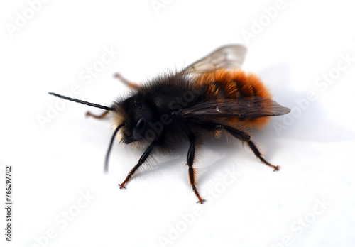 horned mason bee, Osmia cornuta