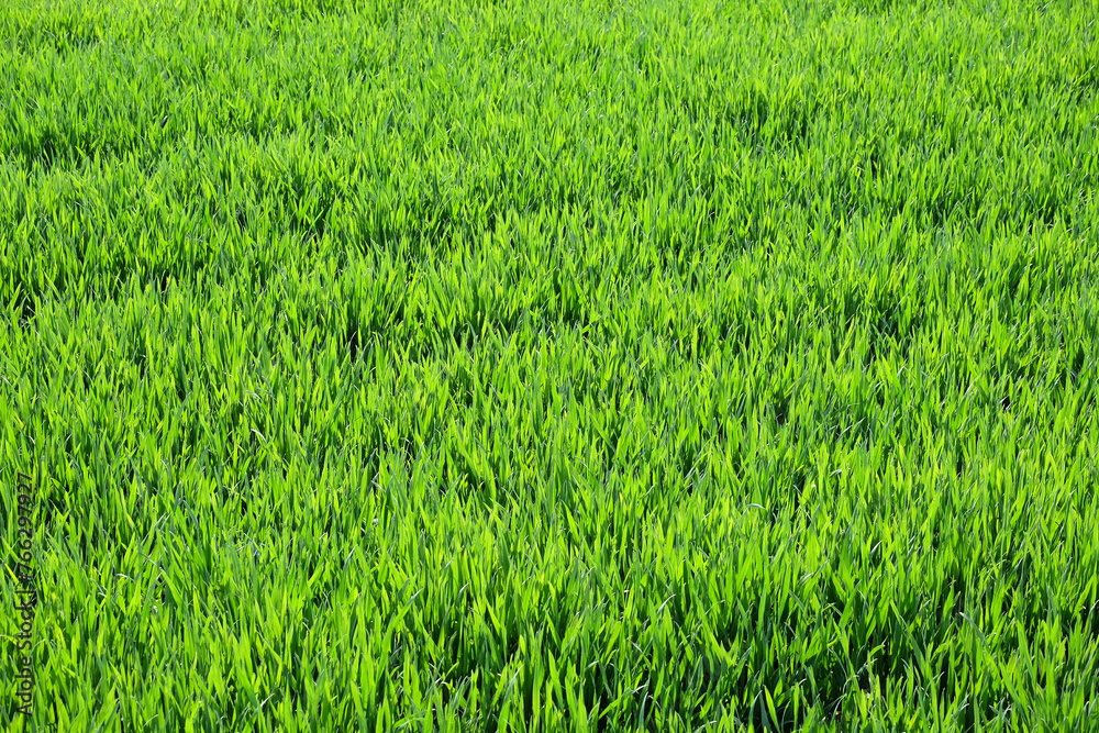 Green young grass filled frame. World environment day. Spring pattern.